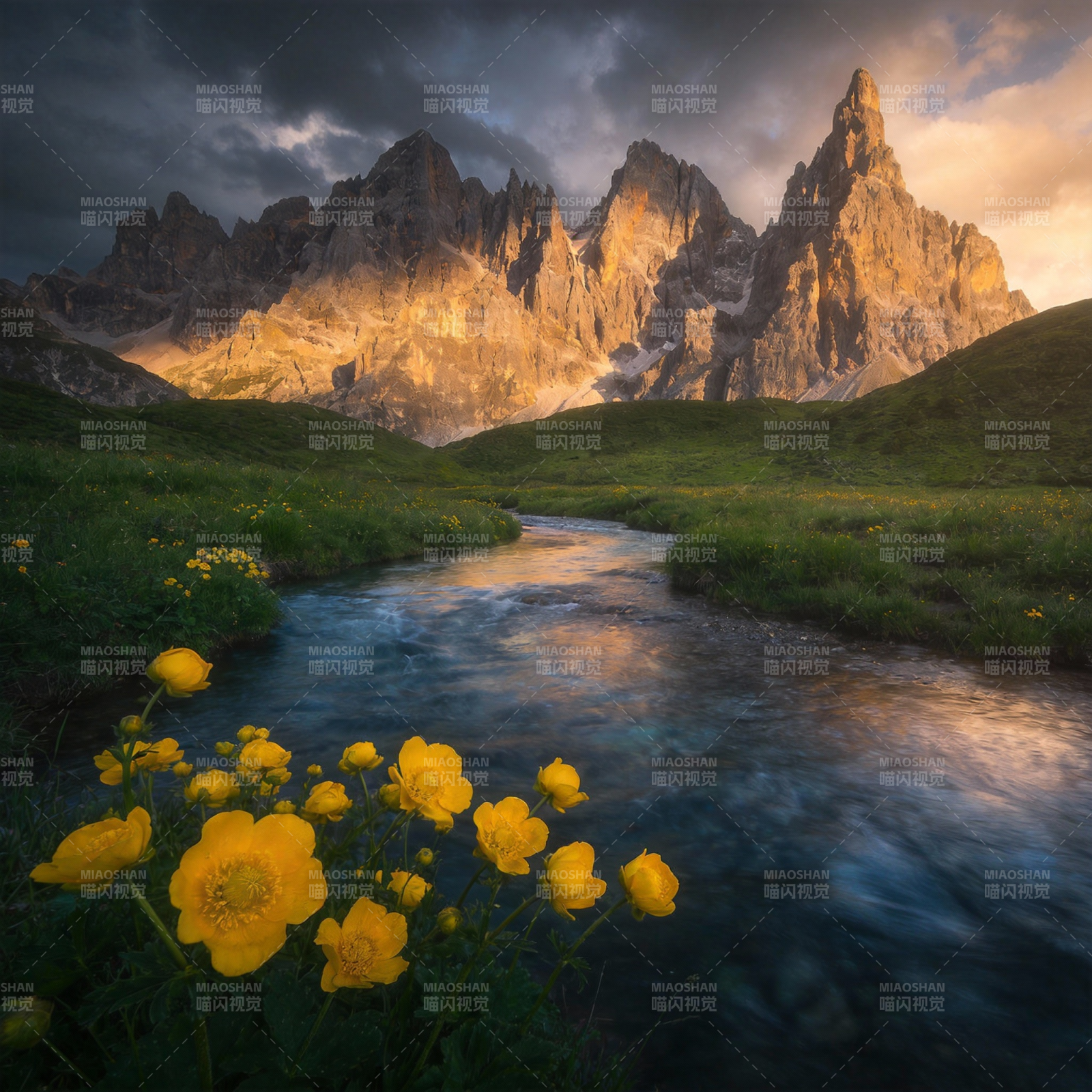 山涧黄花映霞光图片