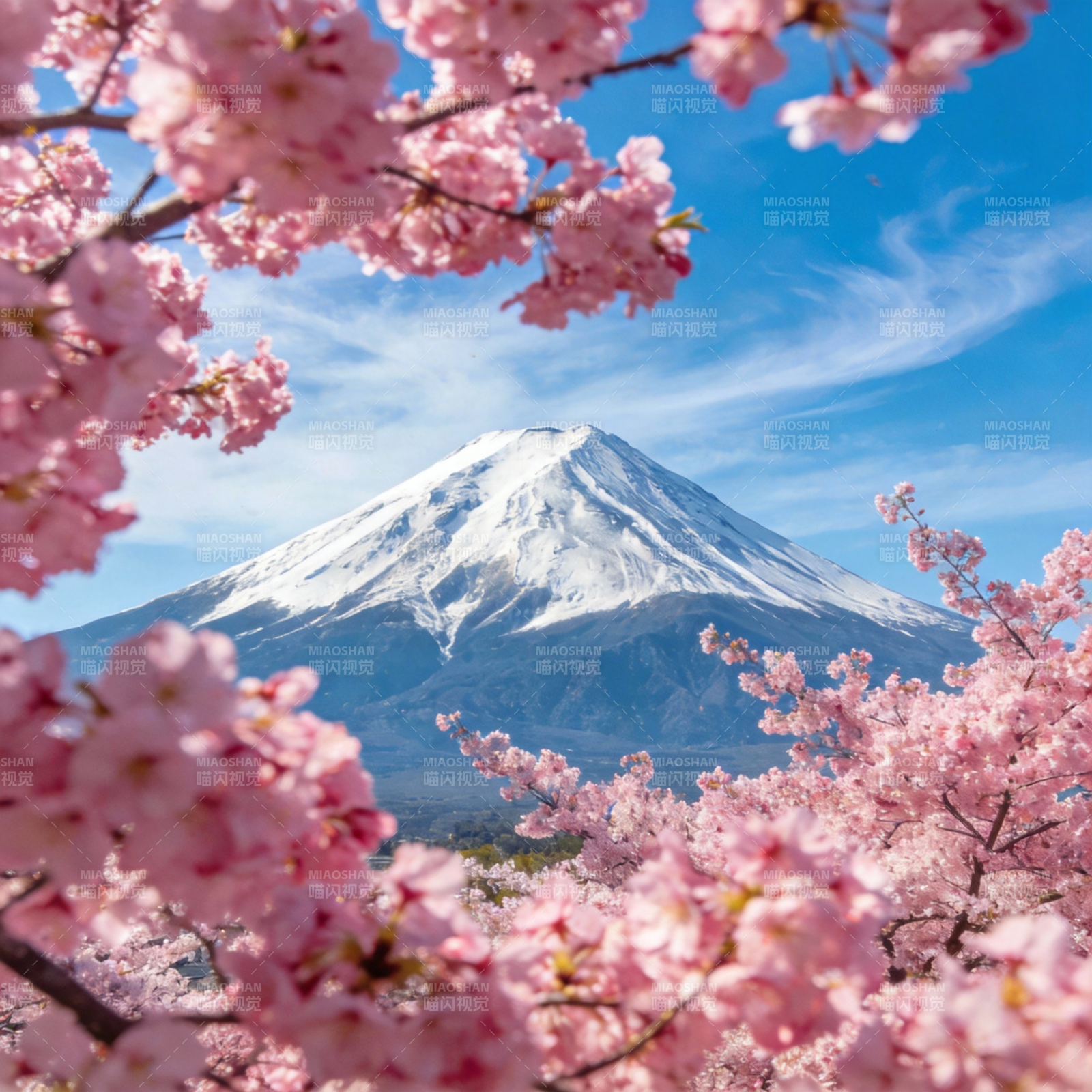 富士山樱盛开图片