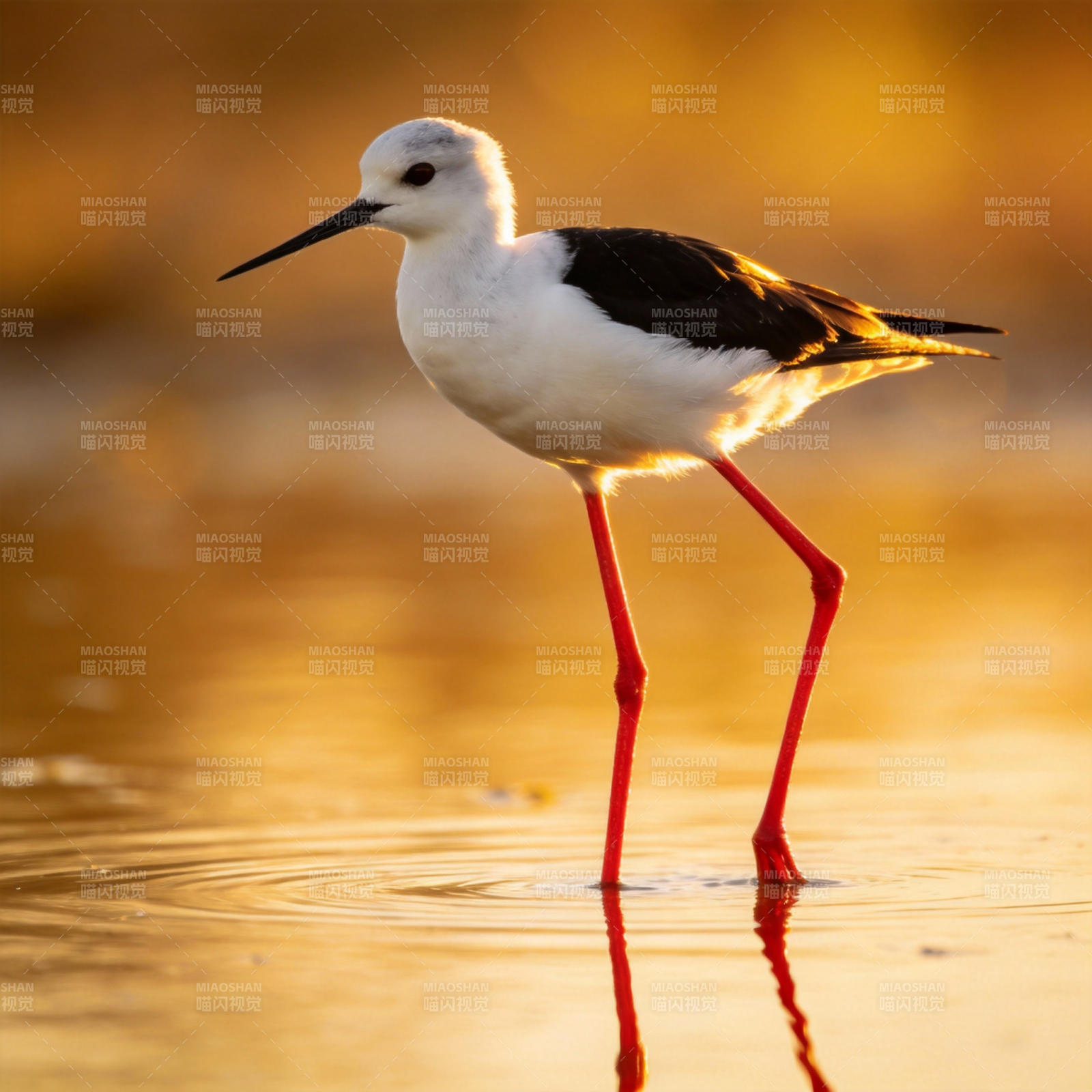 黑翅长脚鹬栖水图片