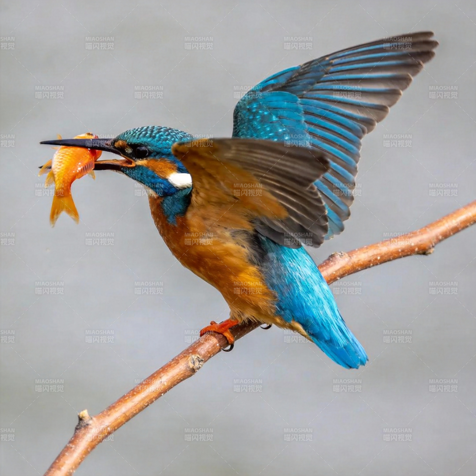 翠鸟捕食瞬间图片