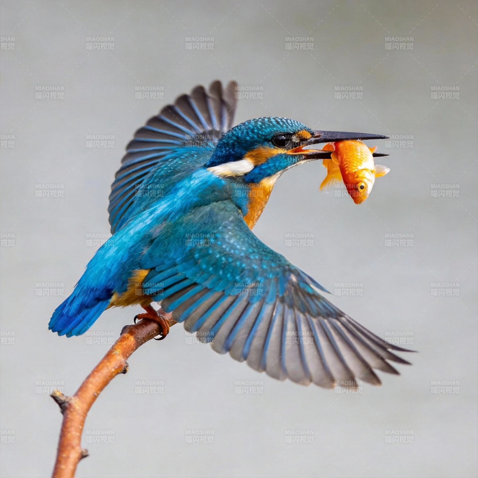 翠鸟捕鱼瞬间图片