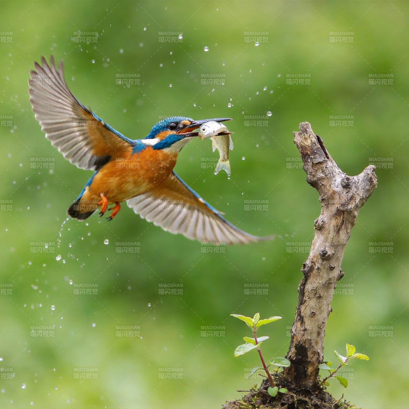 翠鸟捕鱼瞬间图片