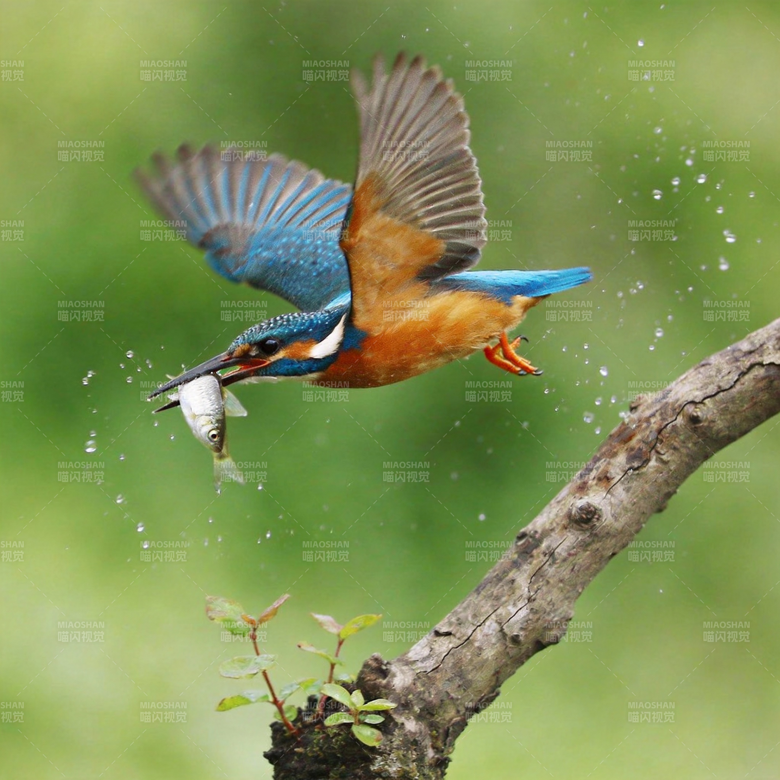 翠鸟捕鱼瞬间图片