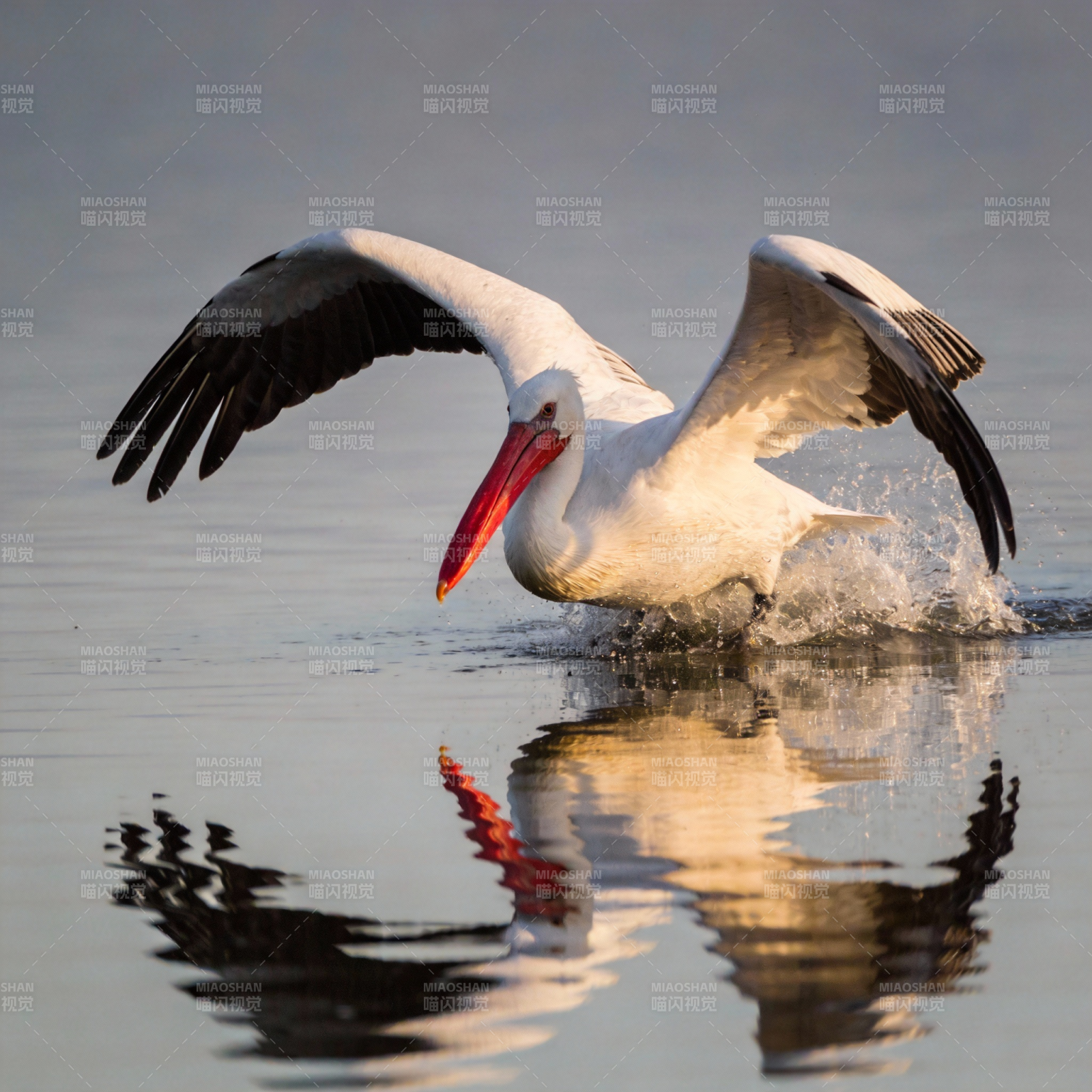 白鹈鹕掠水飞翔图片