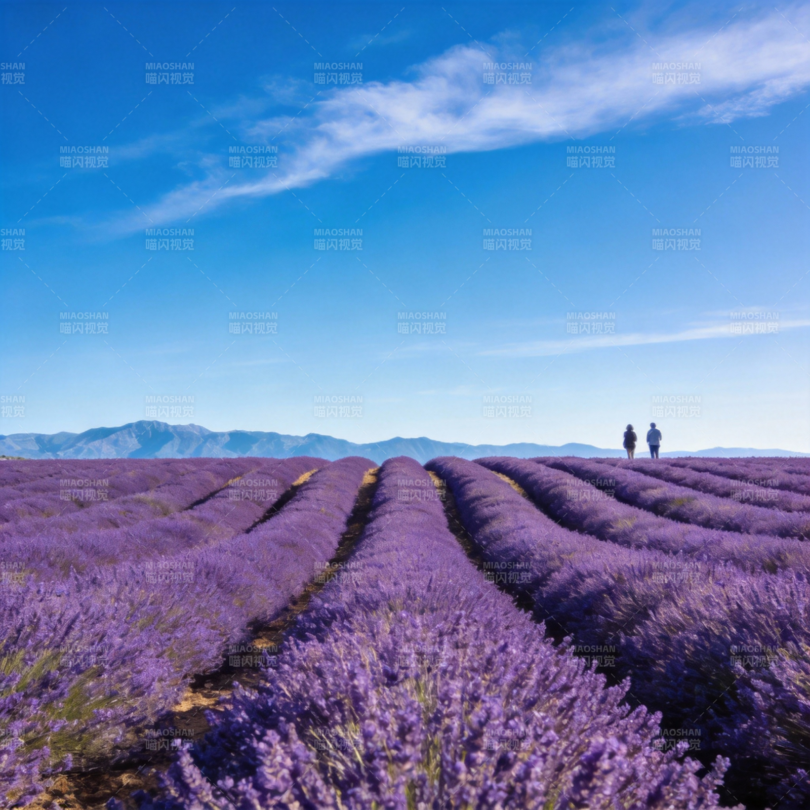 薰衣草田中的远行图片