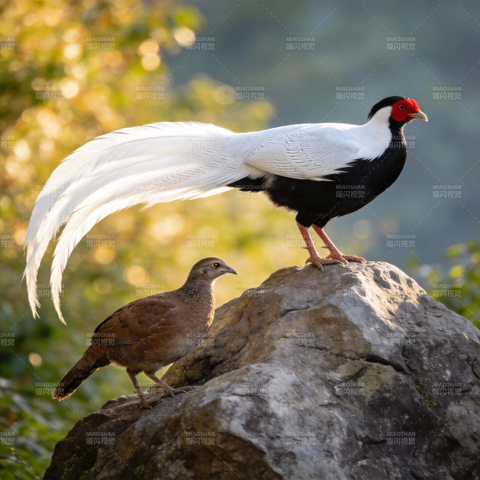 白鹇栖岩 雌雄相伴图片