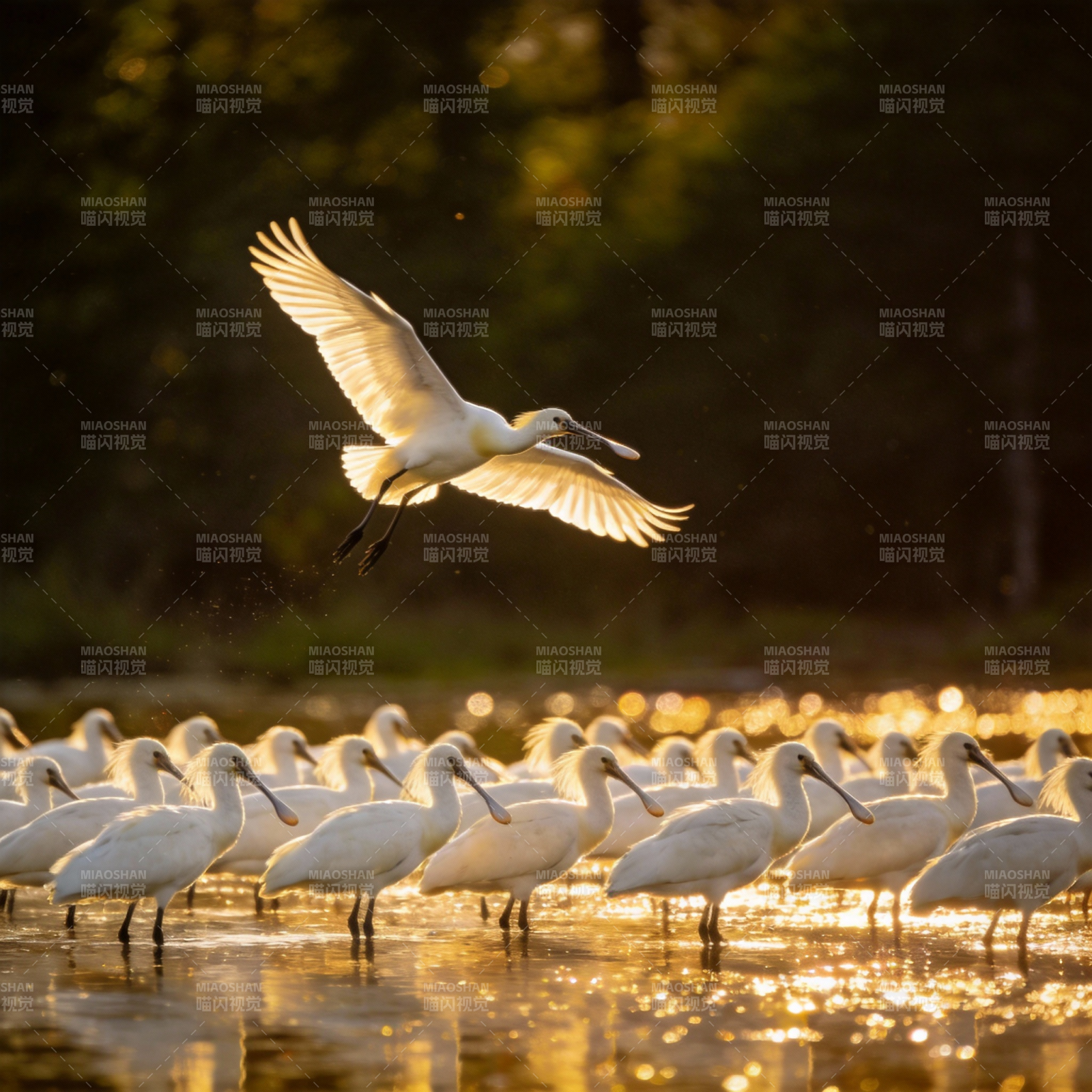 白鹭翩跹水光中图片