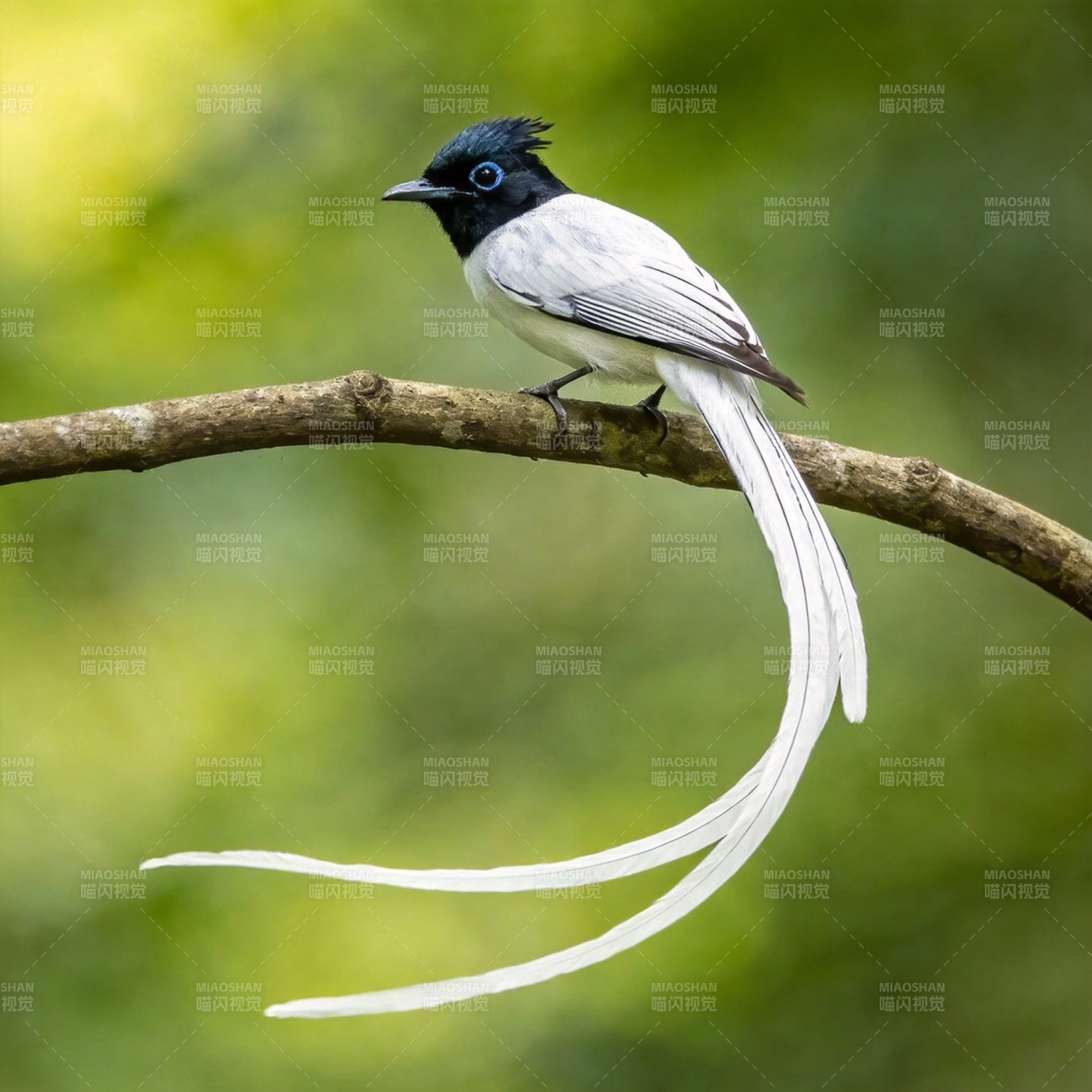 寿带鸟栖枝头图片