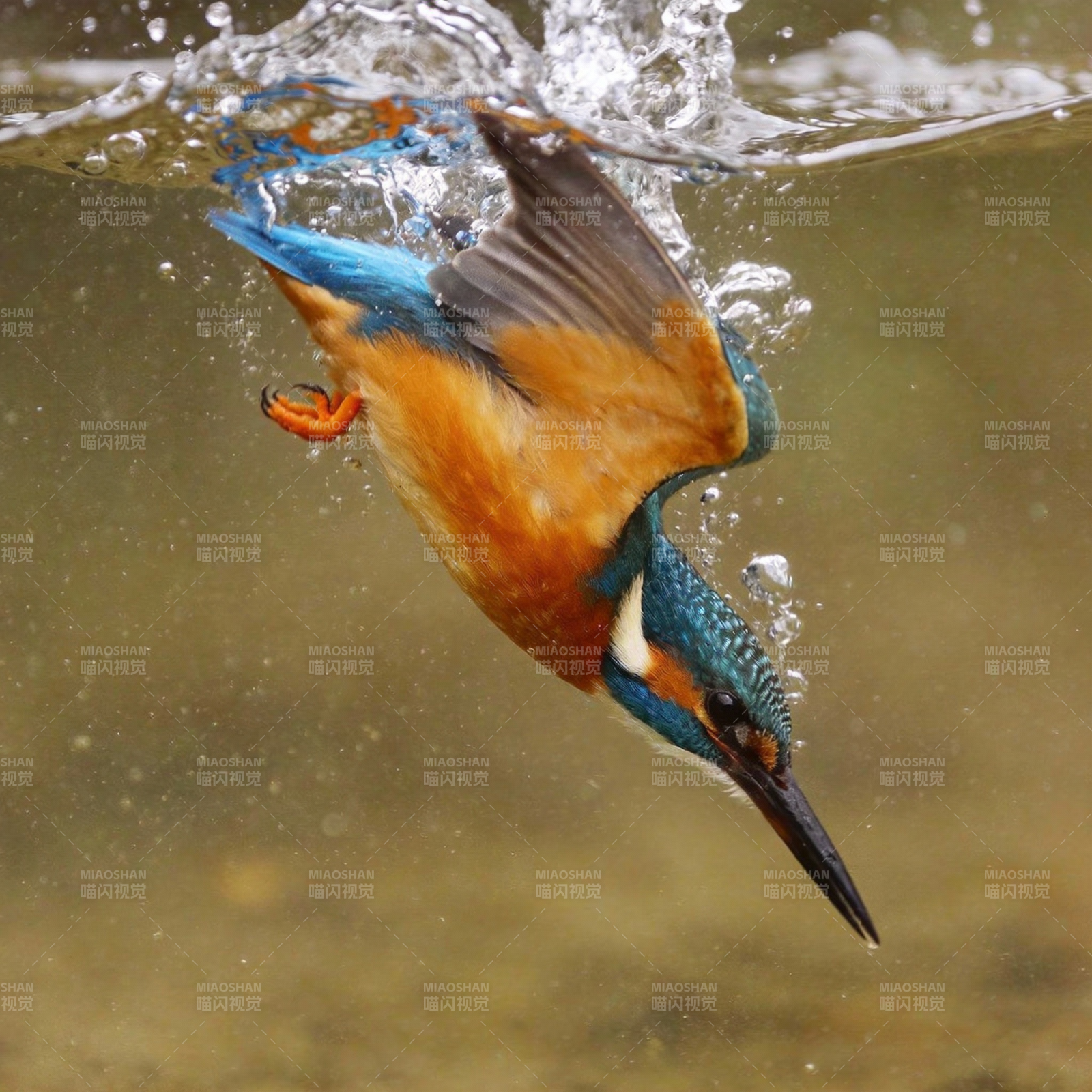 翠鸟捕食瞬间图片