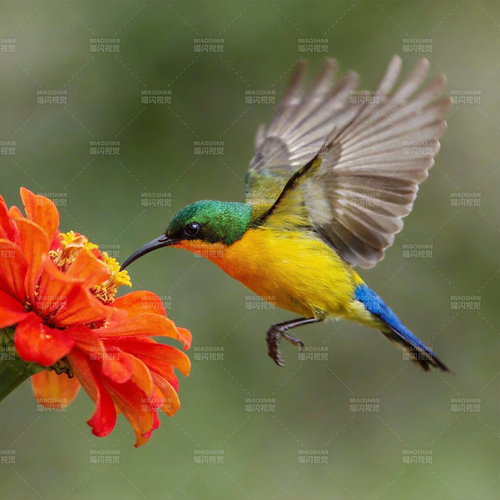 彩鸟采蜜花间飞图片