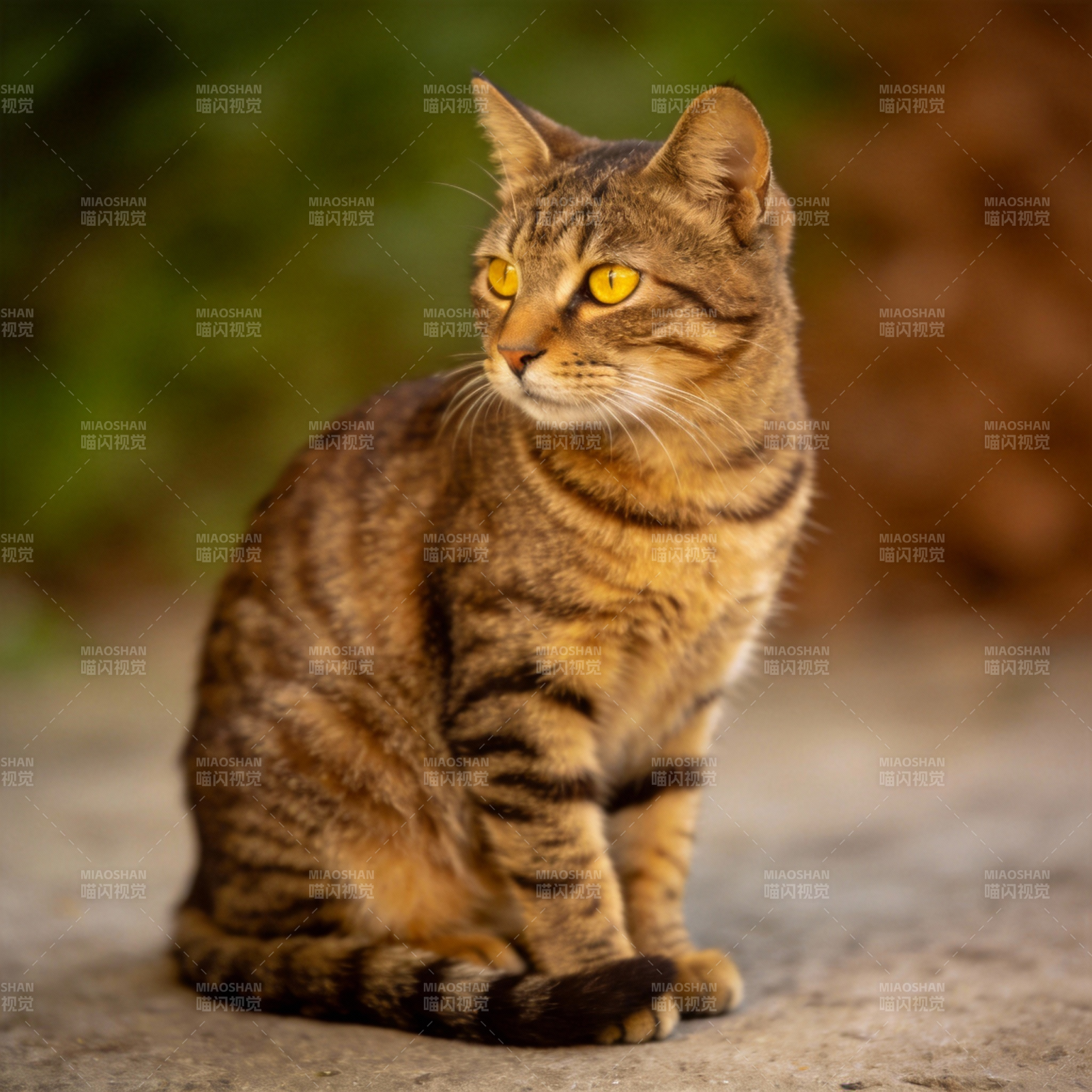 虎斑猫凝视远方图片