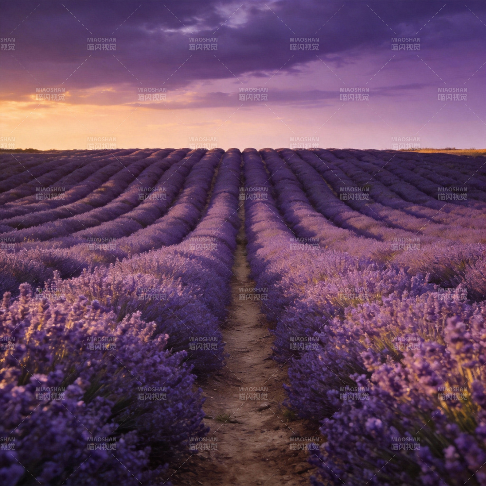 薰衣草田暮色图片