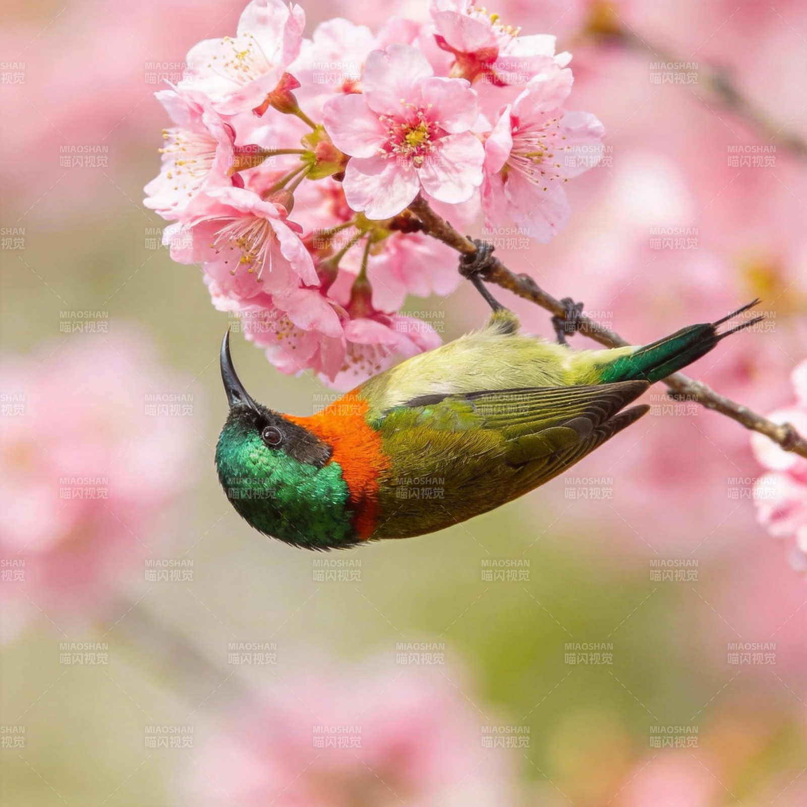 花枝上的彩鸟图片