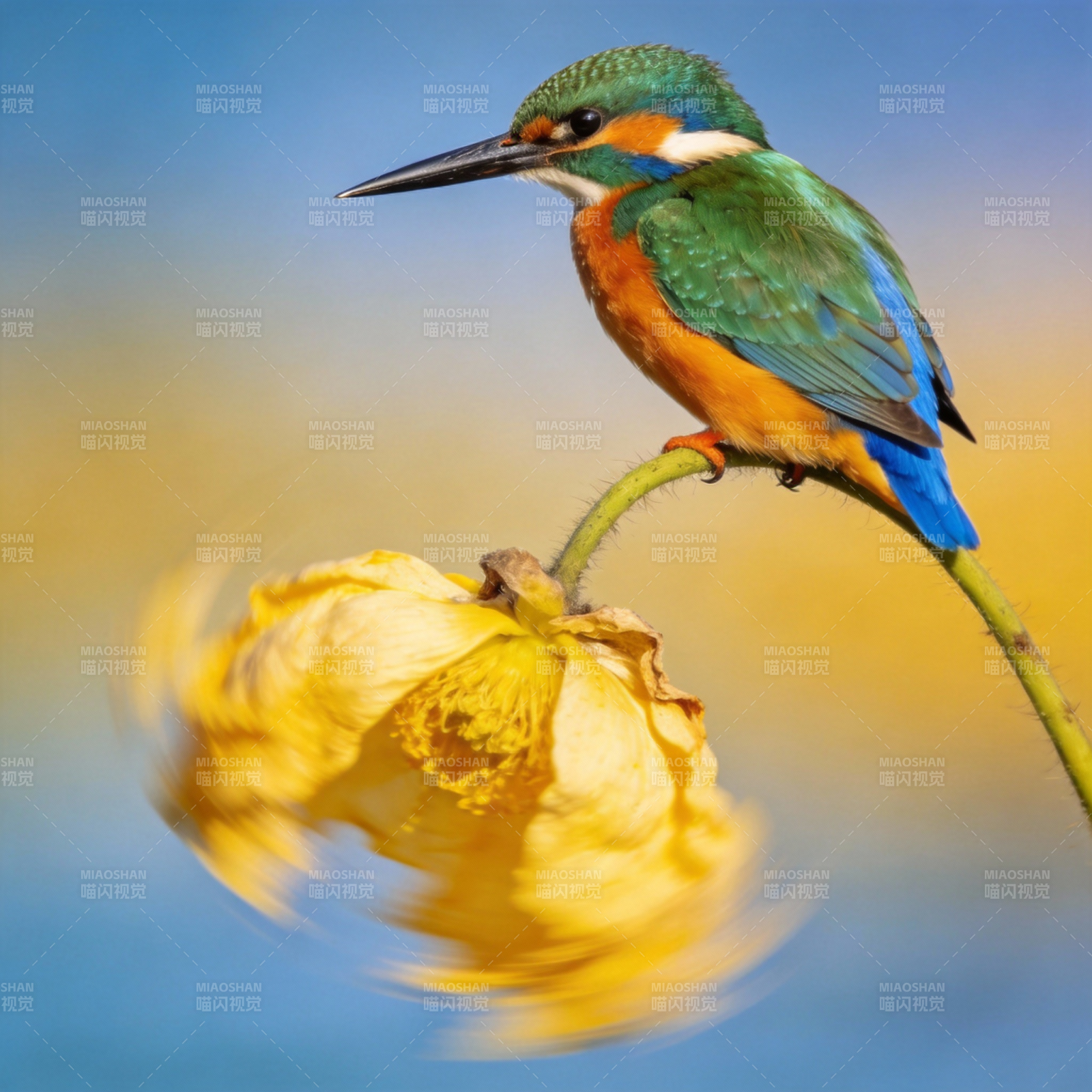 翠鸟栖花枝图片