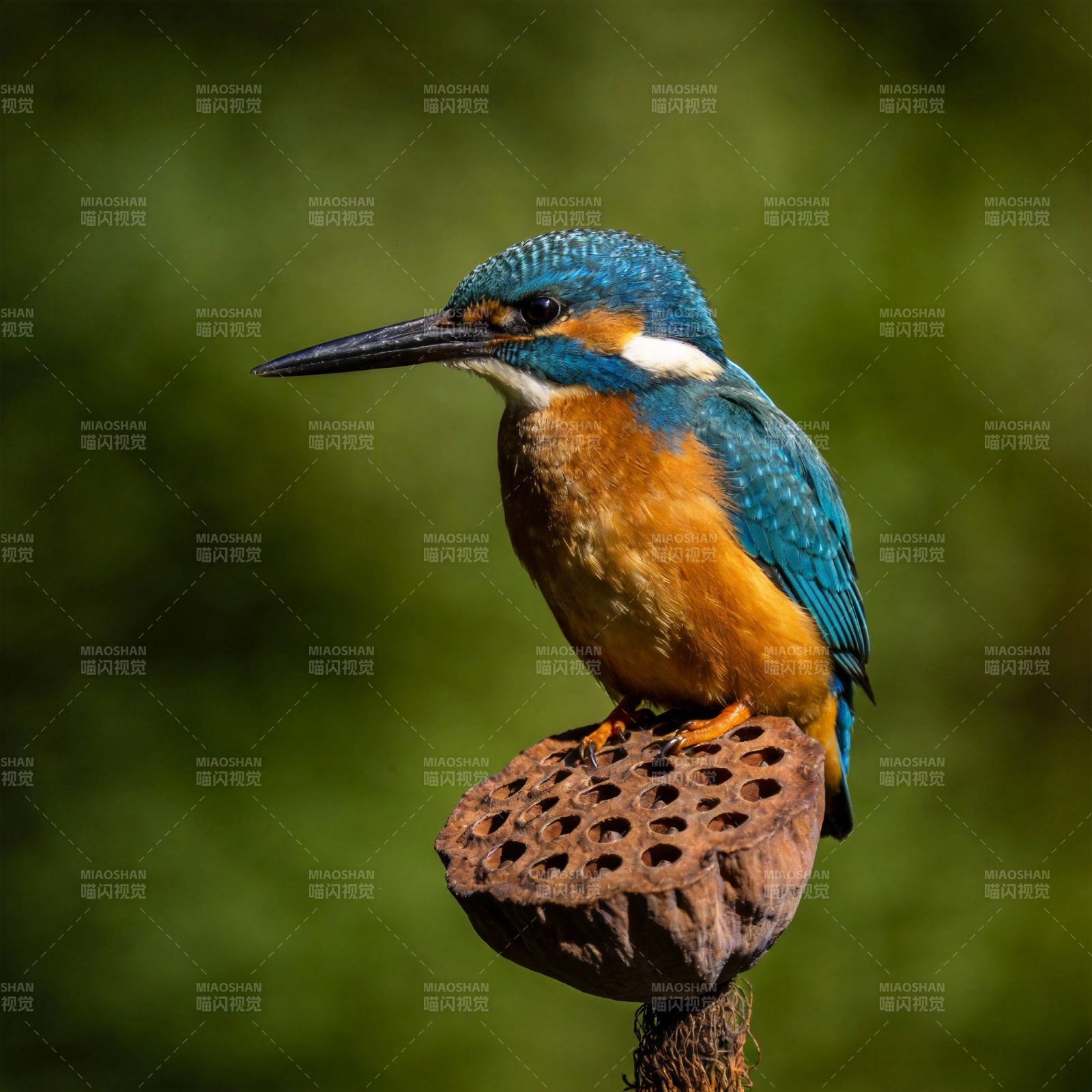 翠鸟栖枝 羽色斑斓图片