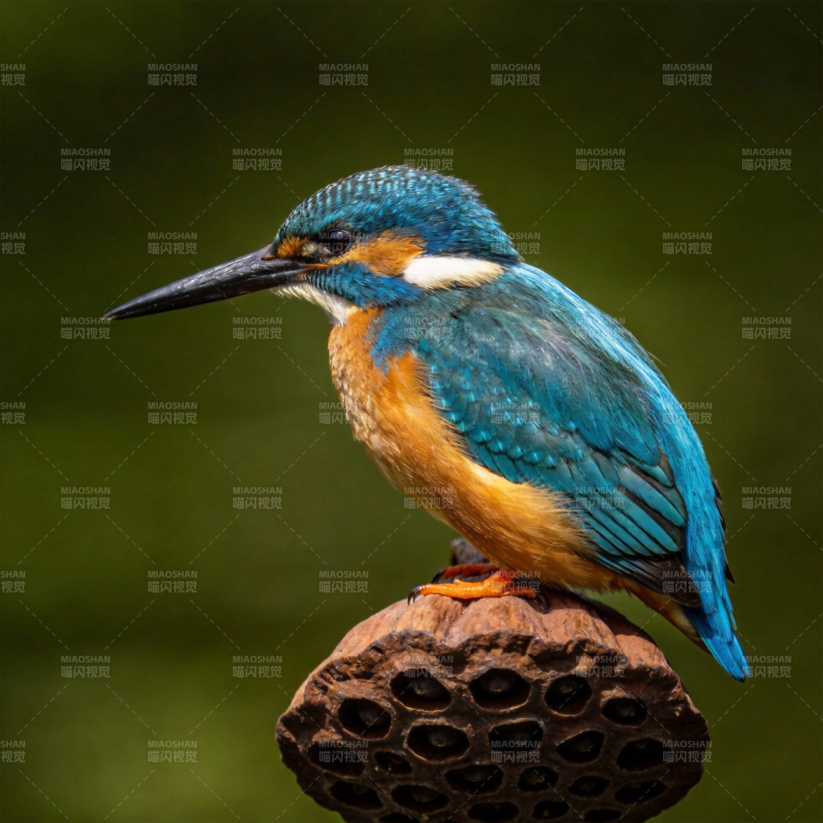 翠鸟栖莲蓬图片