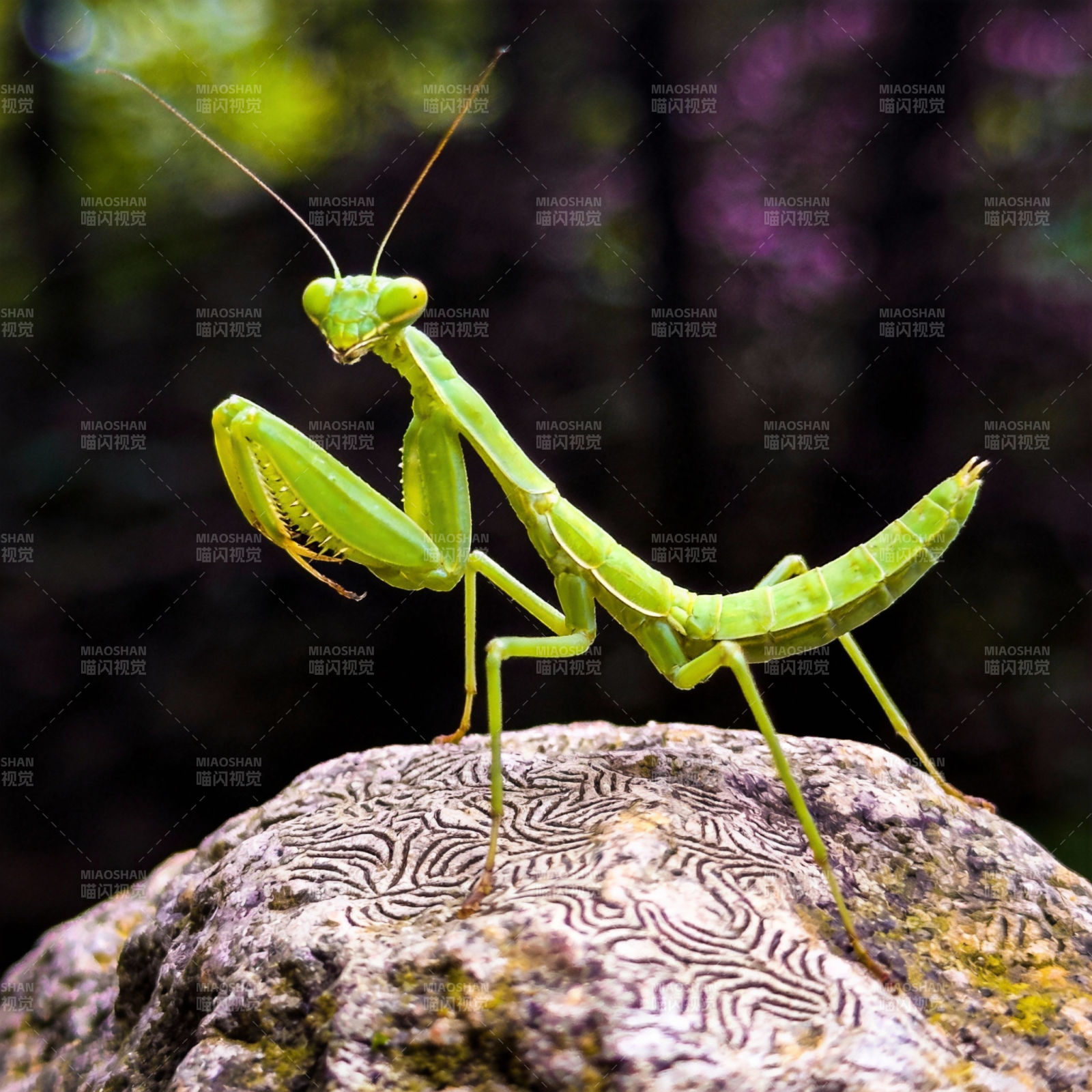 绿螳螂栖岩上图片