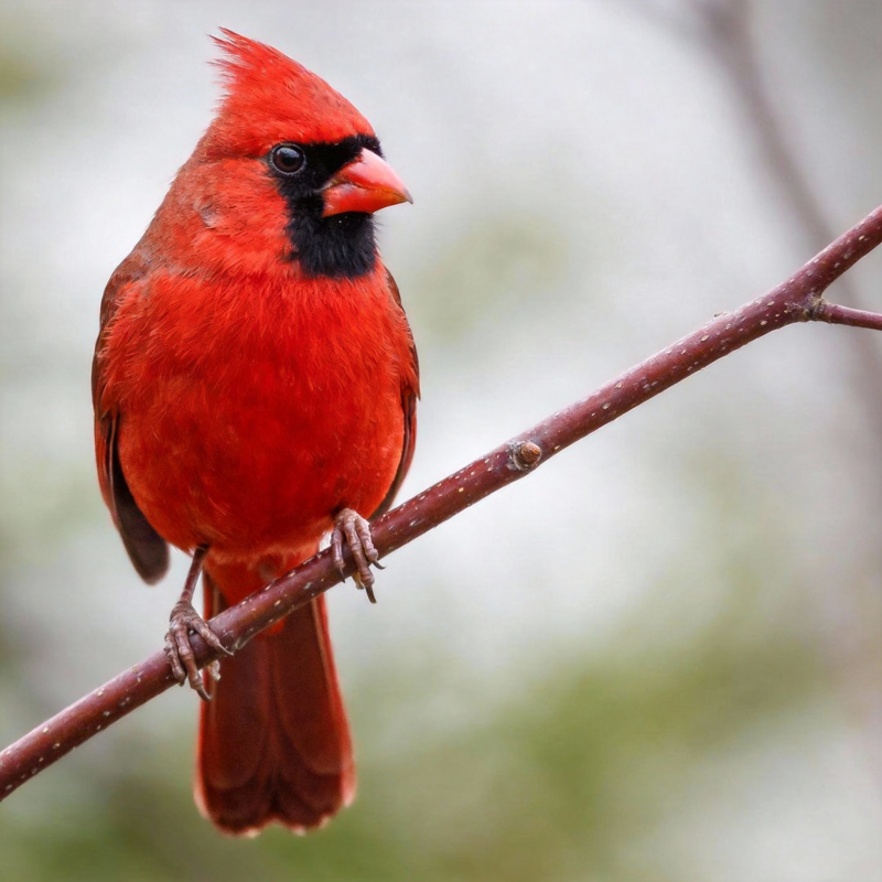 红雀栖枝头图片
