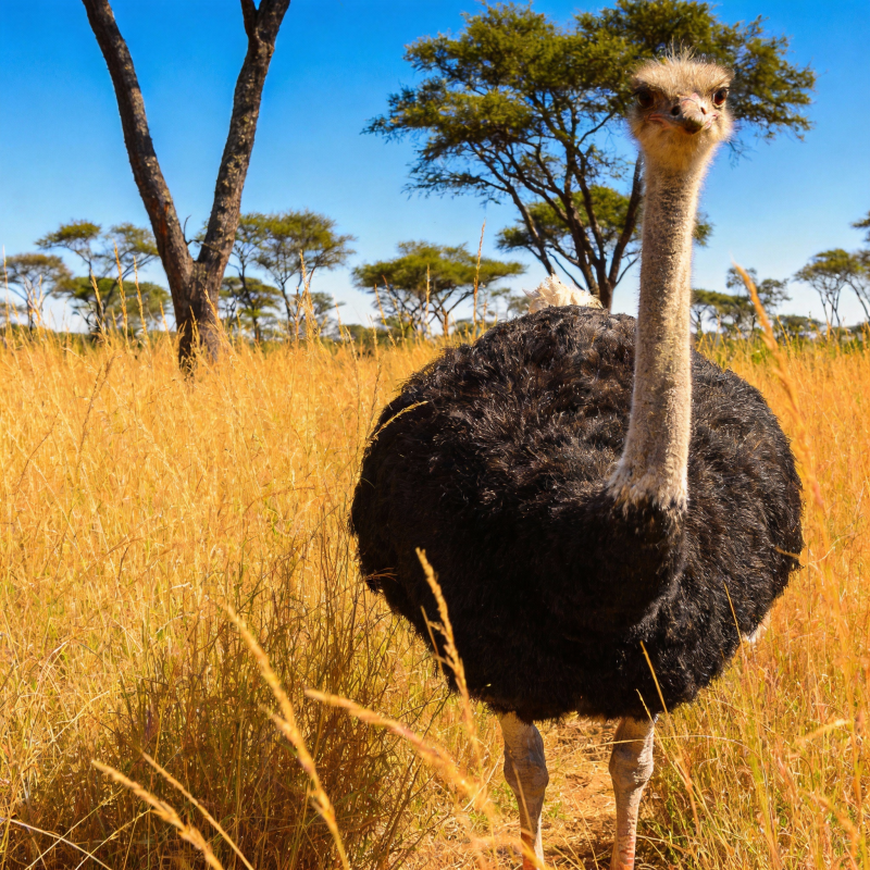 草原上的鸵鸟图片