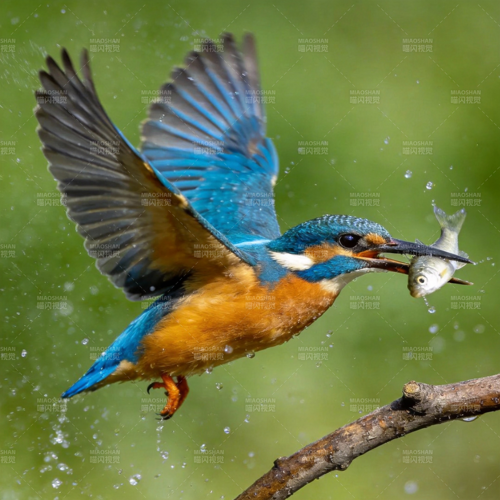 翠鸟捕鱼瞬间图片