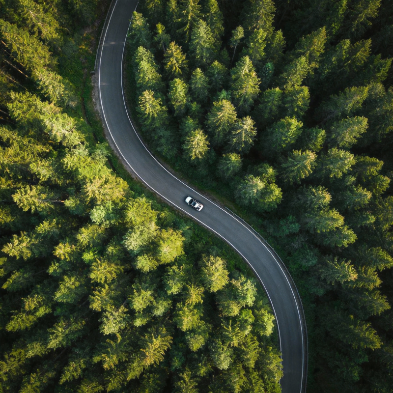 林间曲道行图片