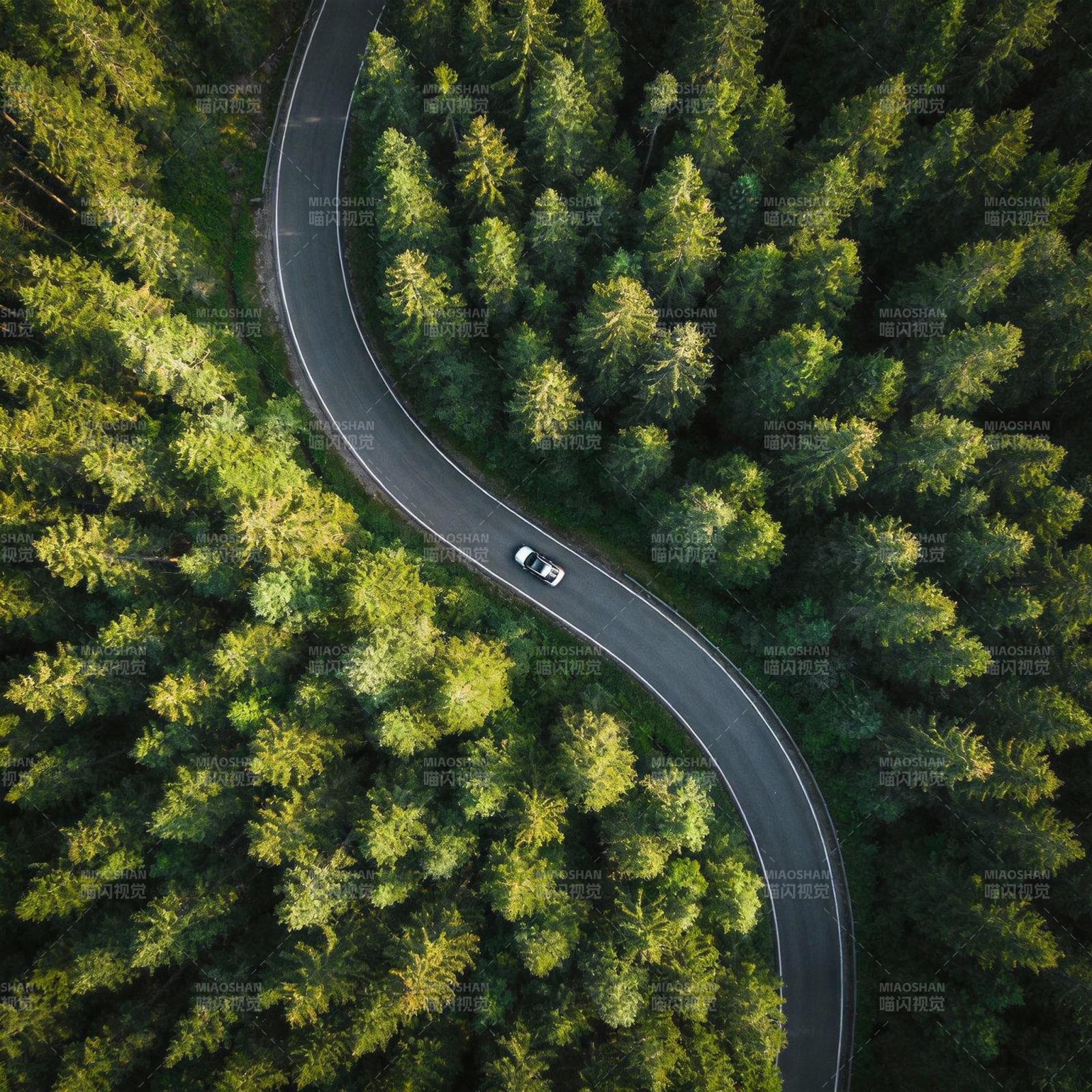 林间曲道行图片