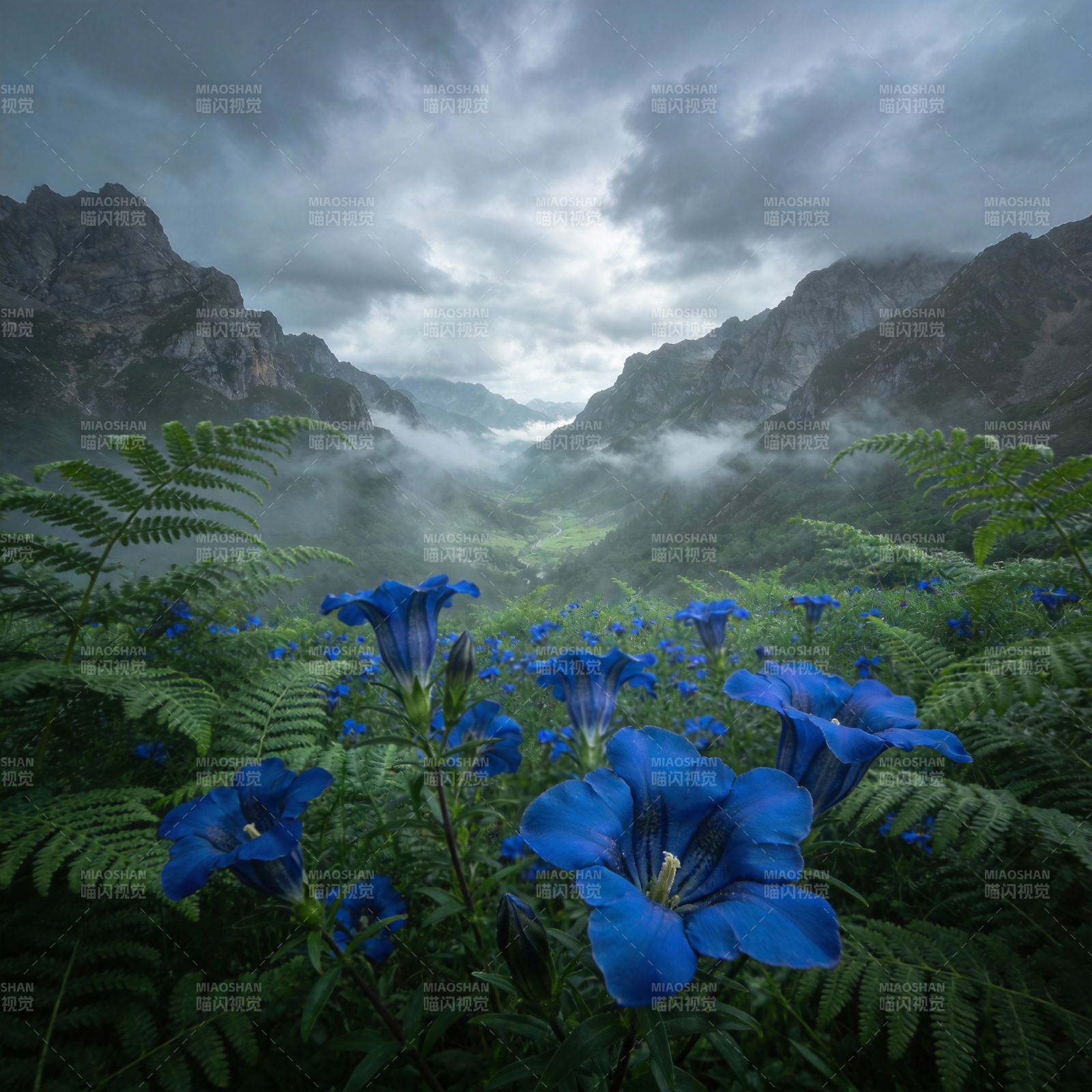 蓝花山野云雾图片