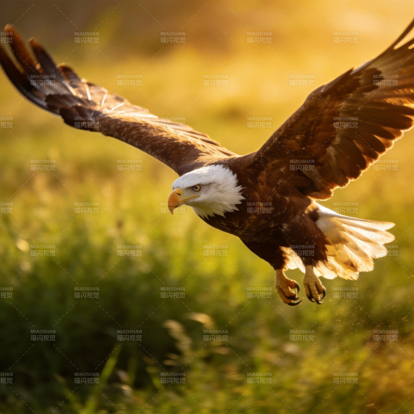 雄鹰展翅翱翔图片