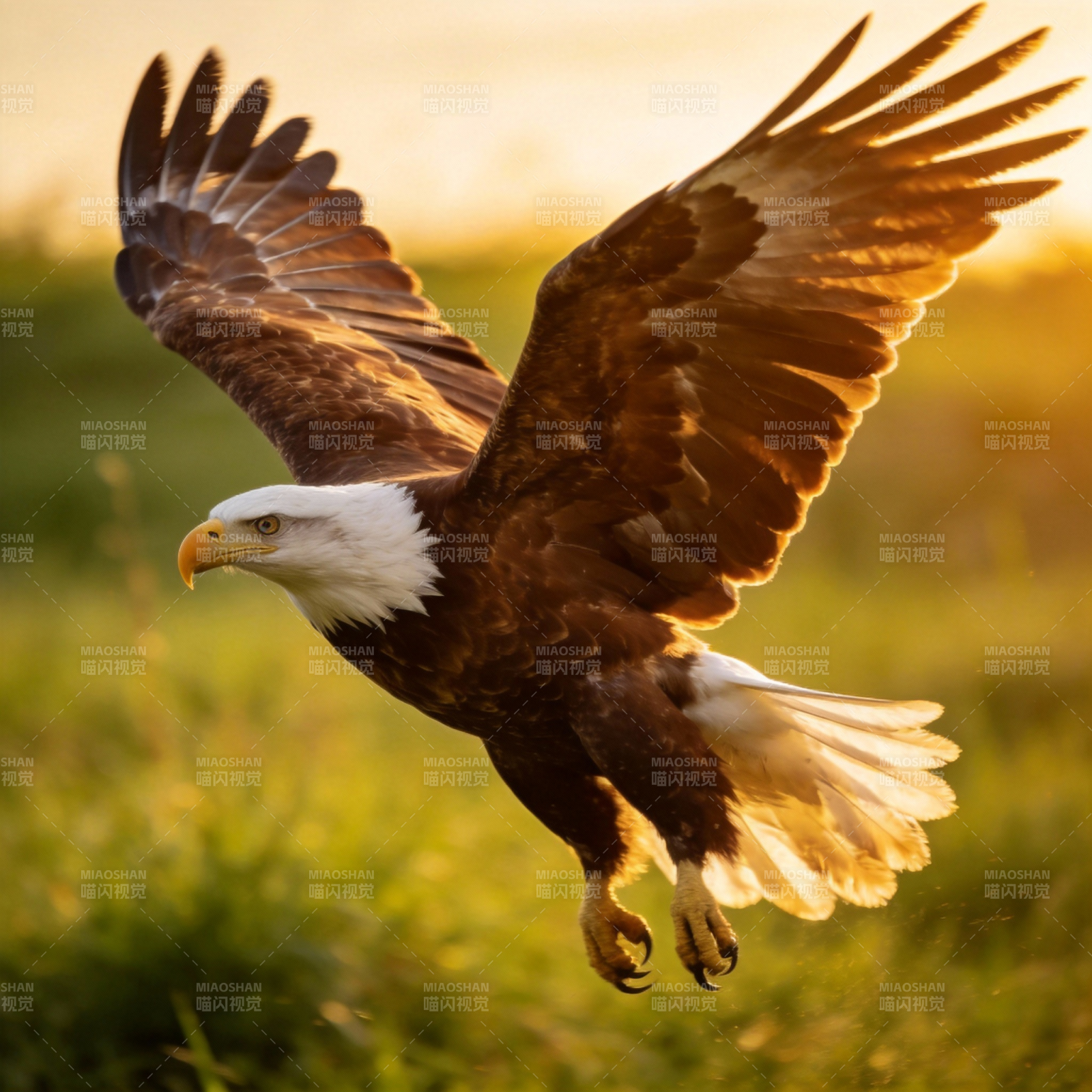 雄鹰翱翔天际图片