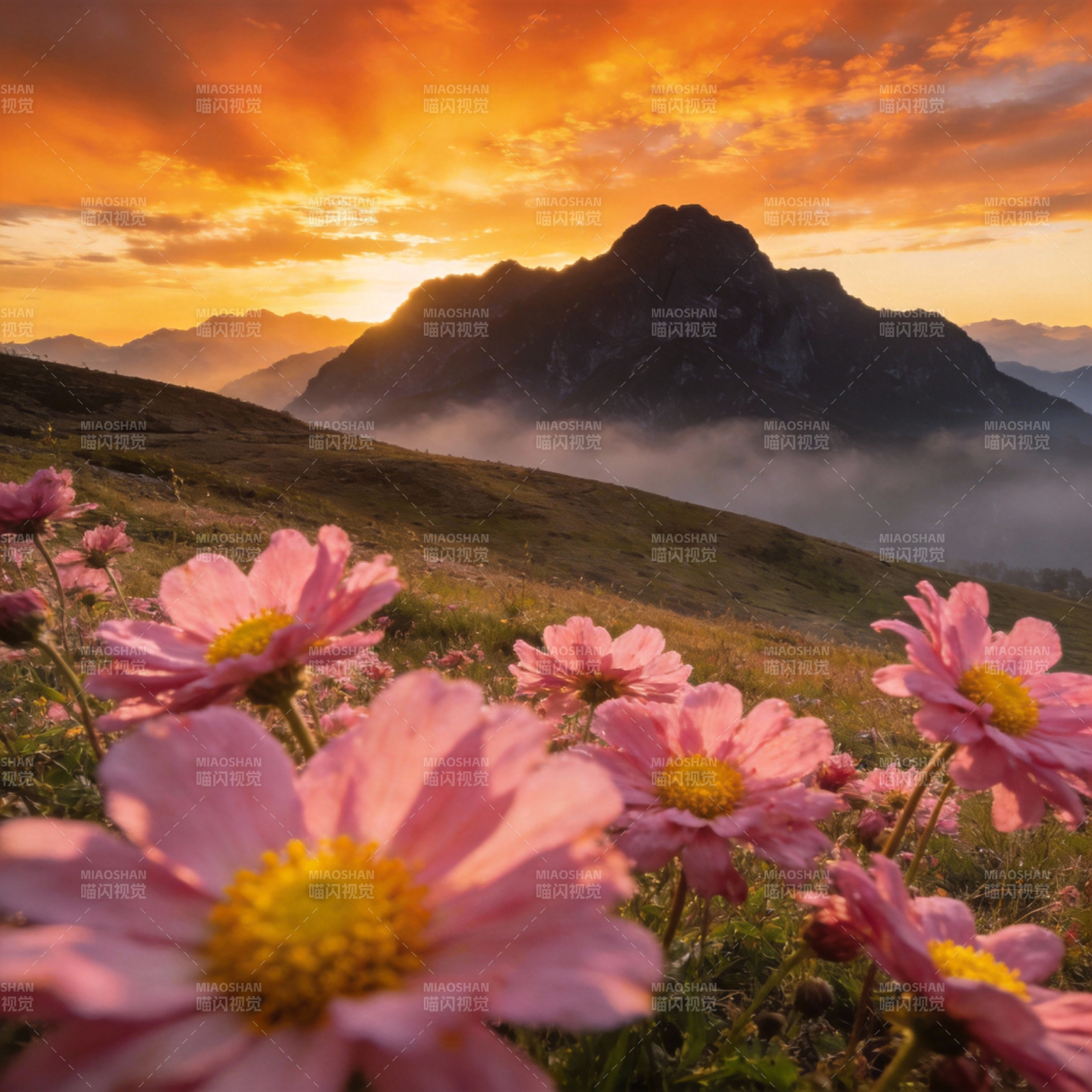 山花映霞光图片
