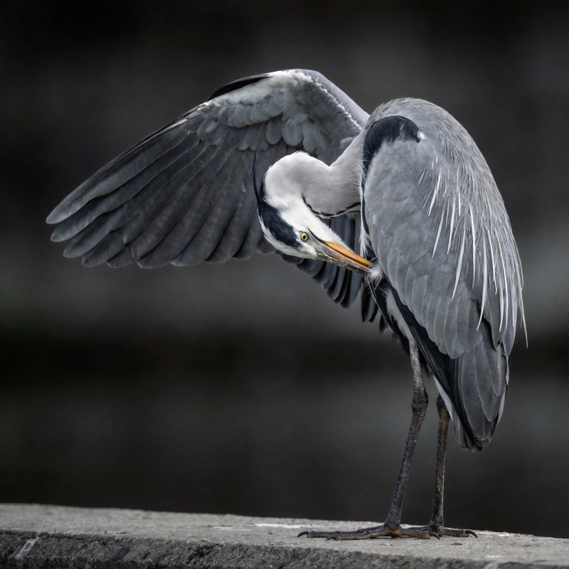 苍鹭展翅梳理羽毛图片