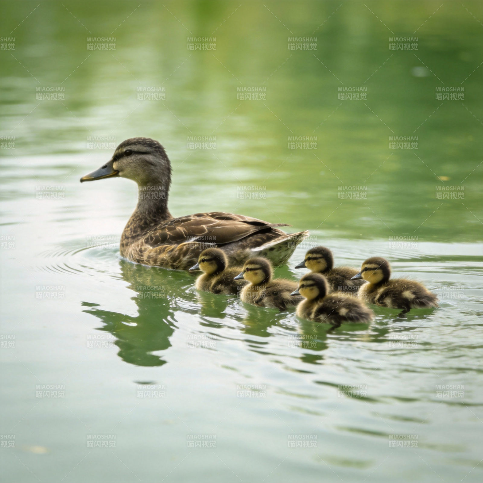母鸭带小鸭游水图片