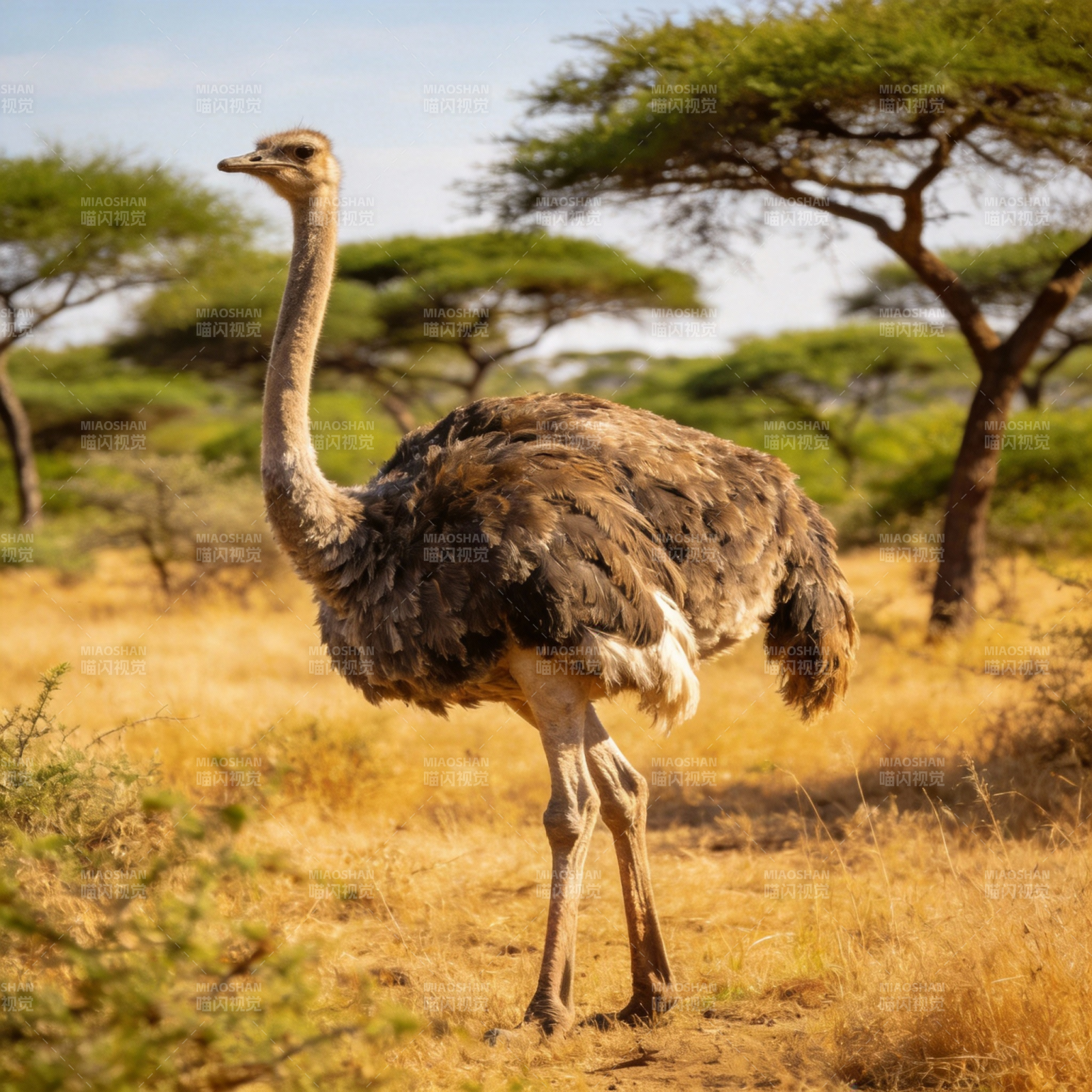 非洲鸵鸟草原行图片