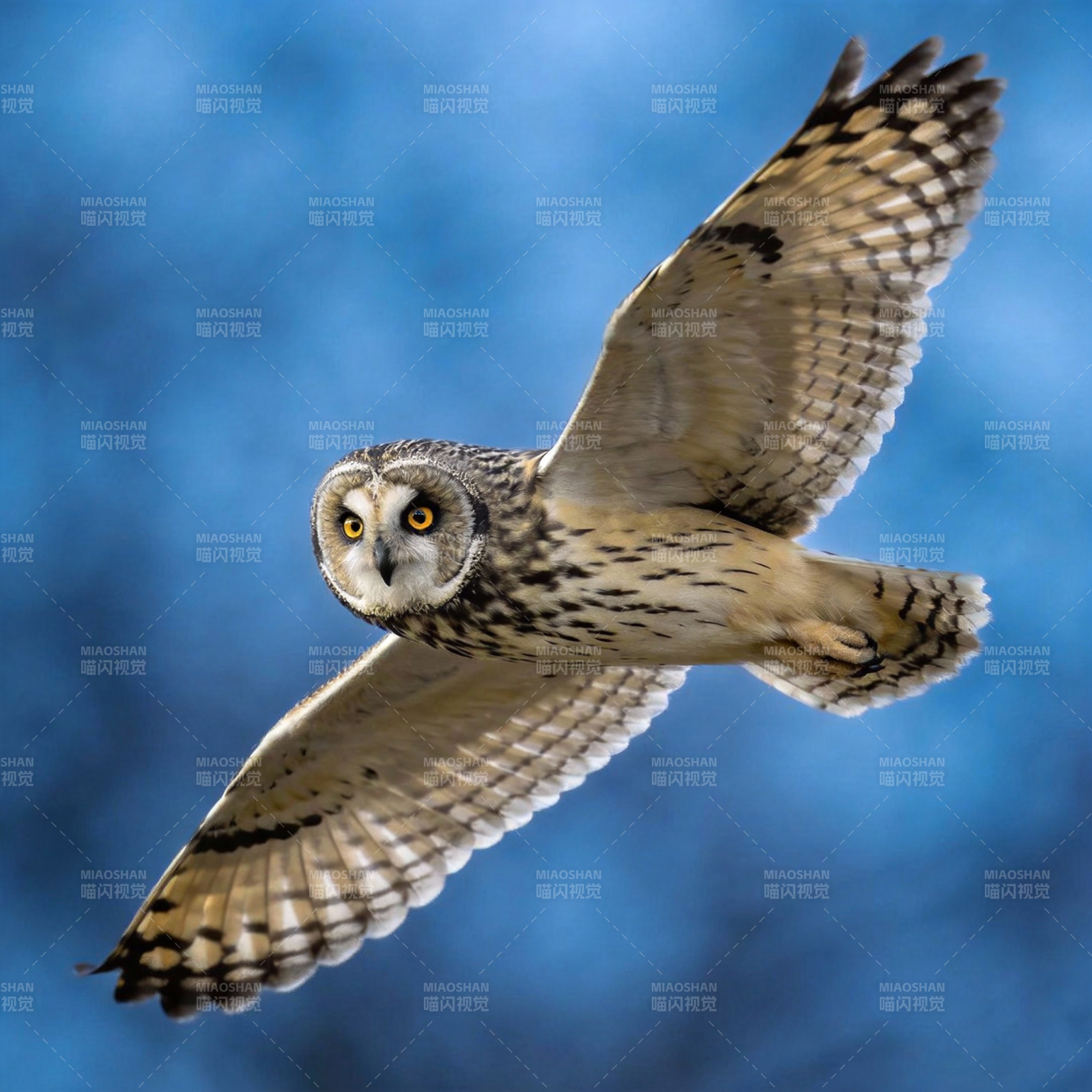 短耳鸮翱翔天际图片