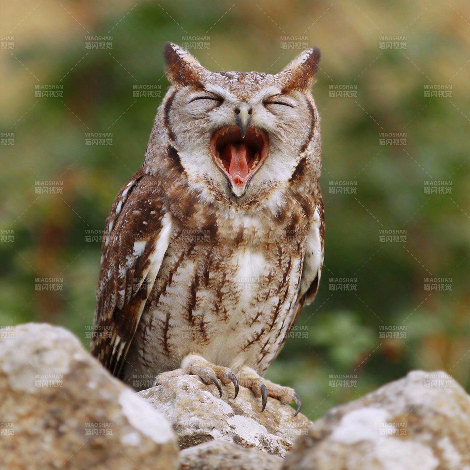 猫头鹰打哈欠图片