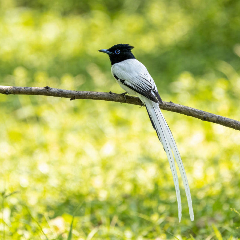 寿带鸟栖枝头图片