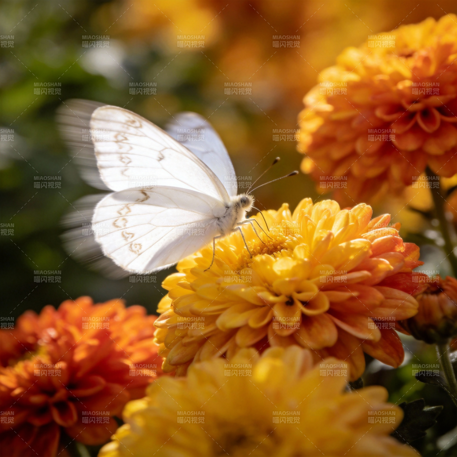 白蝶恋菊图片