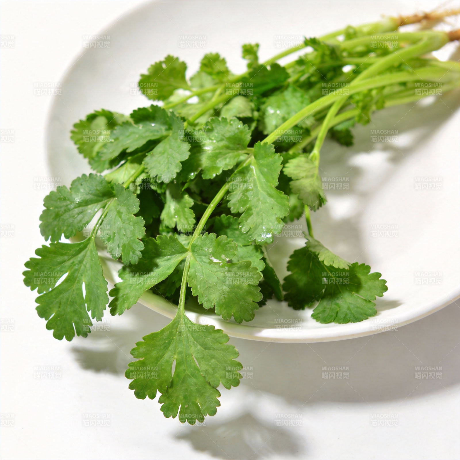 新鲜香菜特写图片