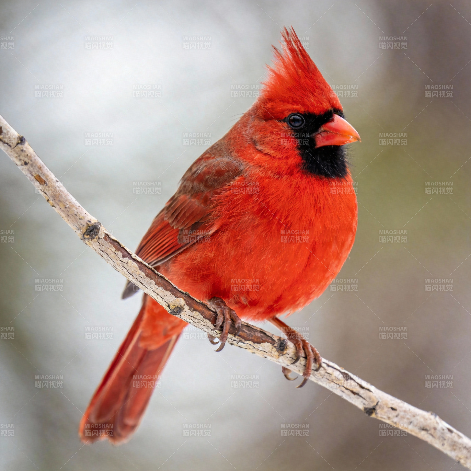 红雀栖枝头图片