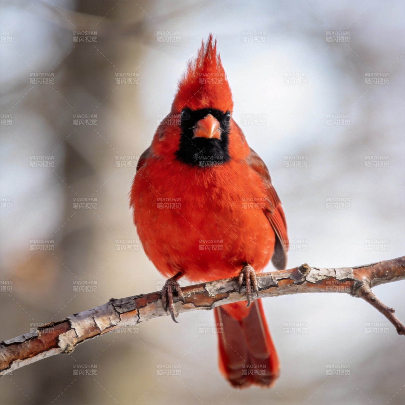 红雀栖枝图片