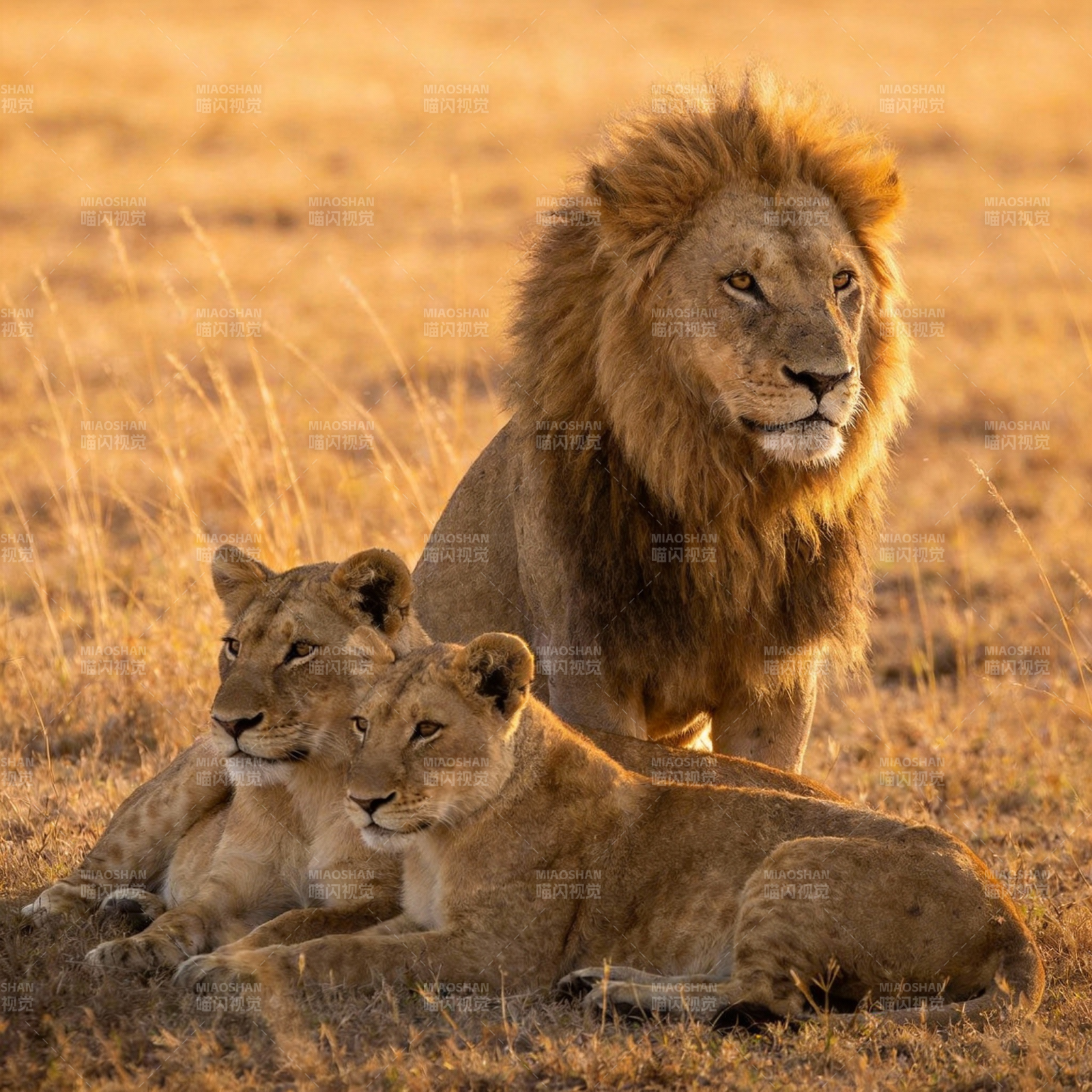 狮群草原休憩图片