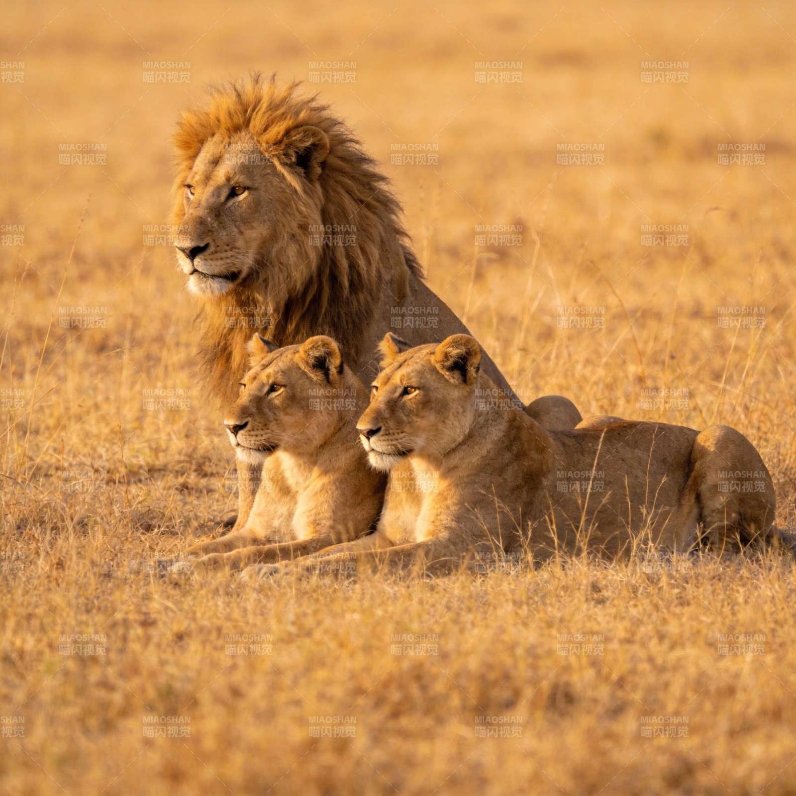 草原狮群休憩图图片