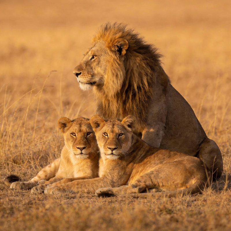 狮群静憩草原图片