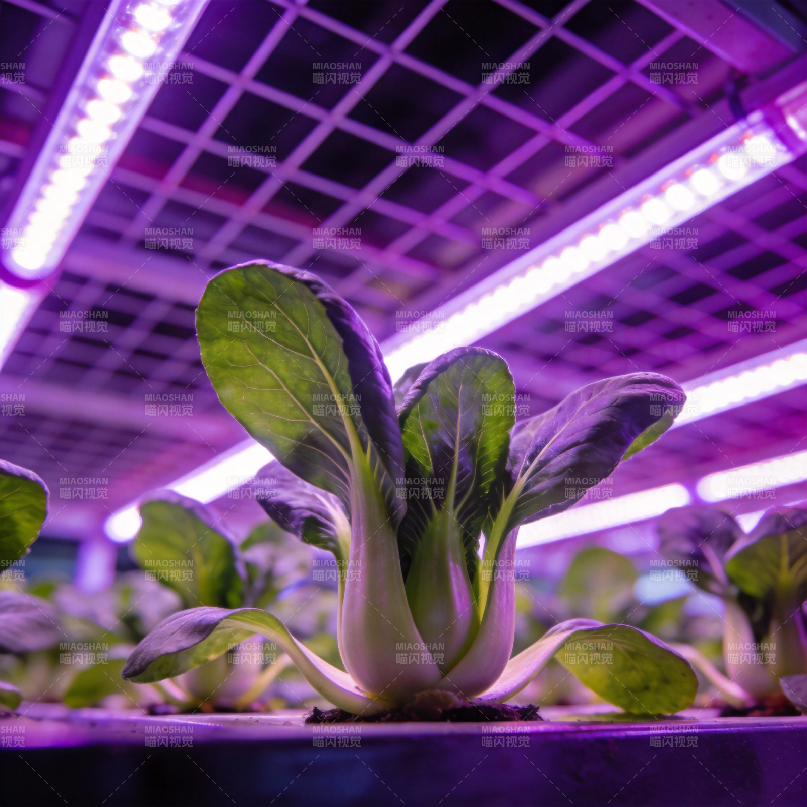 紫光下的绿叶菜图片