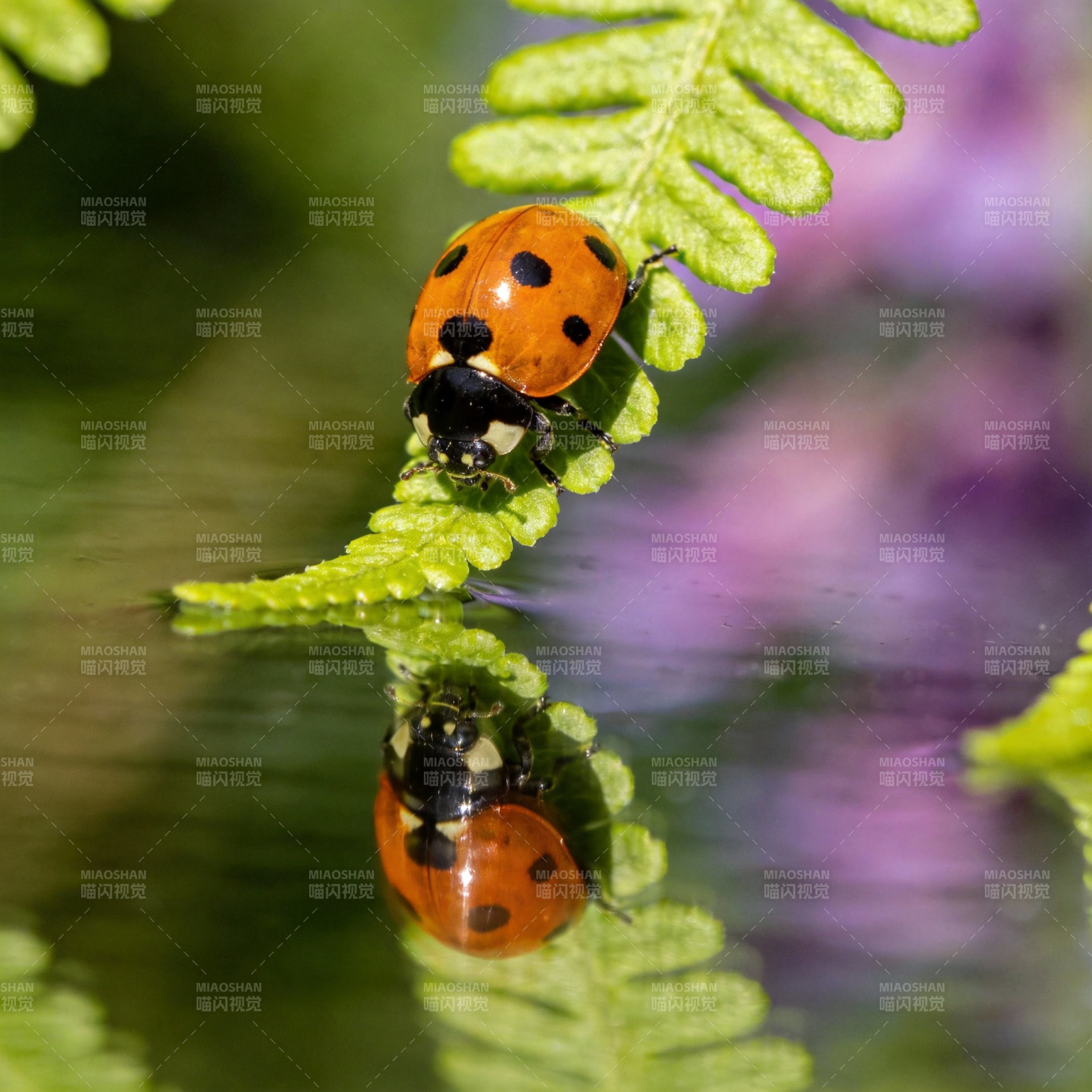 瓢虫叶上倒影图片
