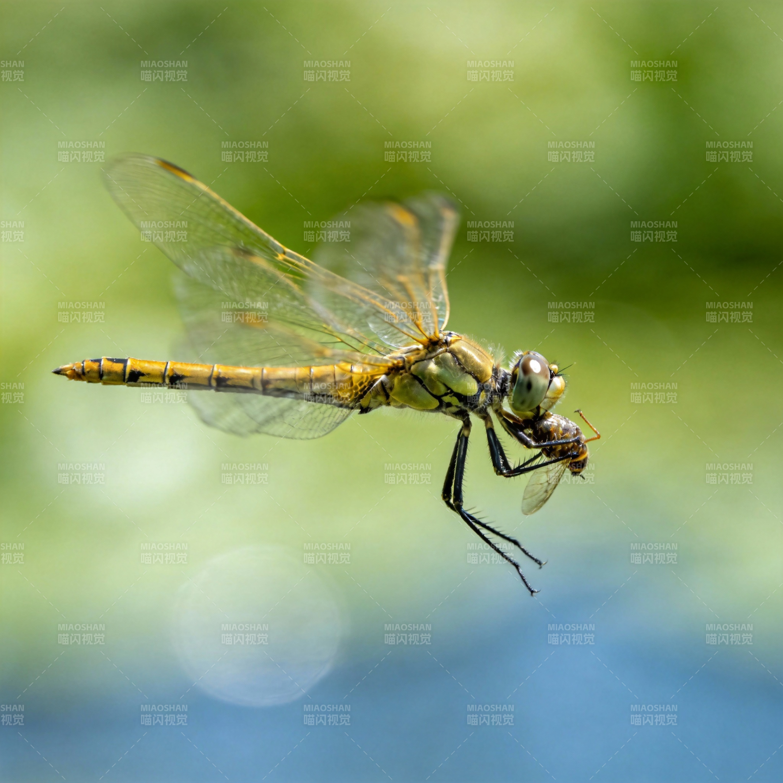 蜻蜓捕食瞬间图片