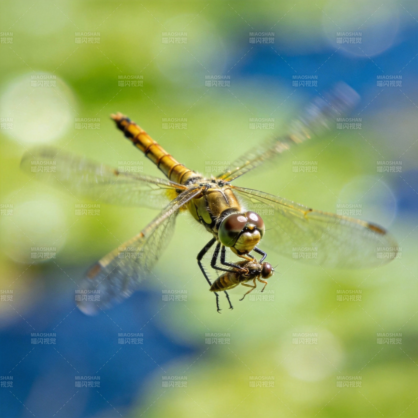 蜻蜓捕食瞬间图片