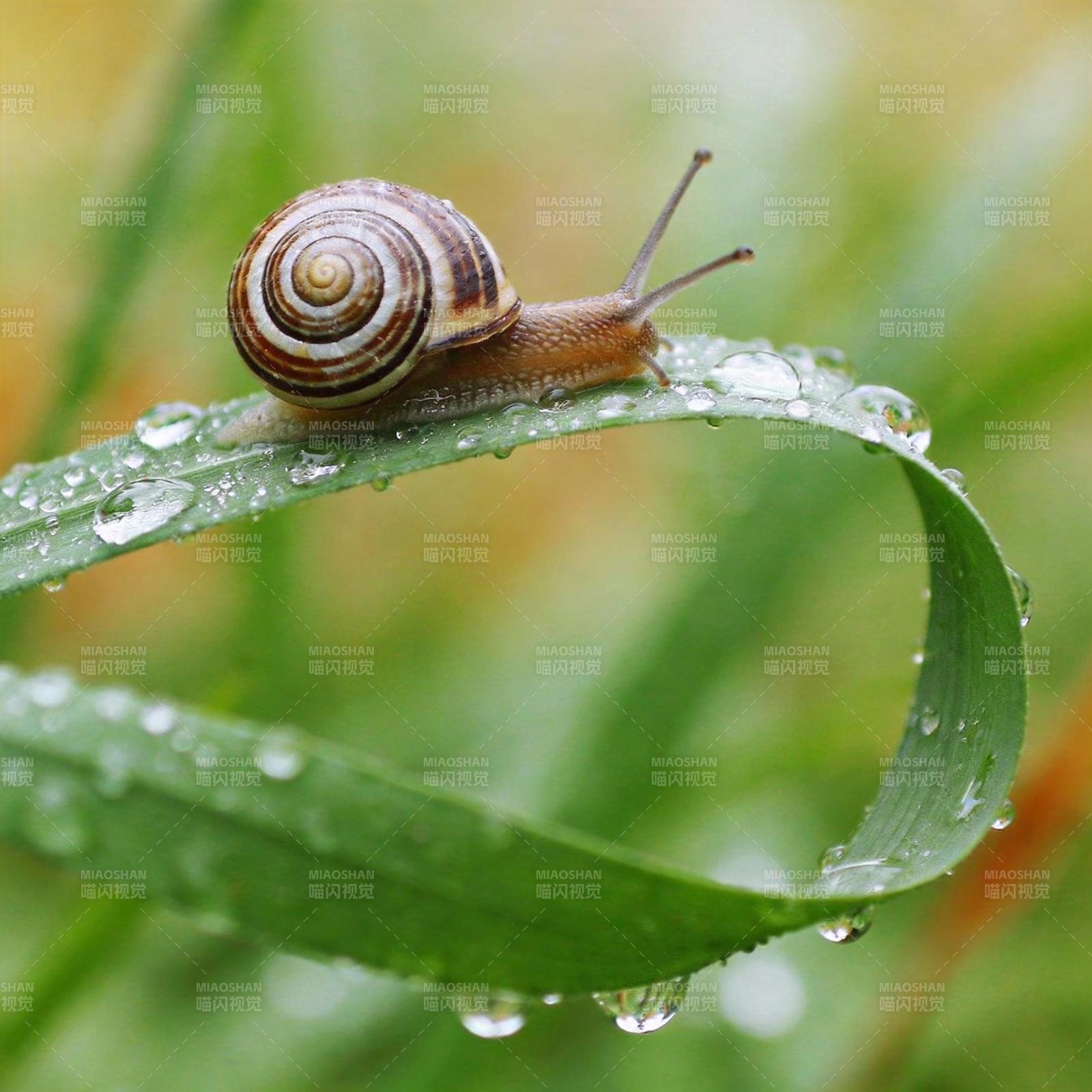 雨露中的蜗牛图片