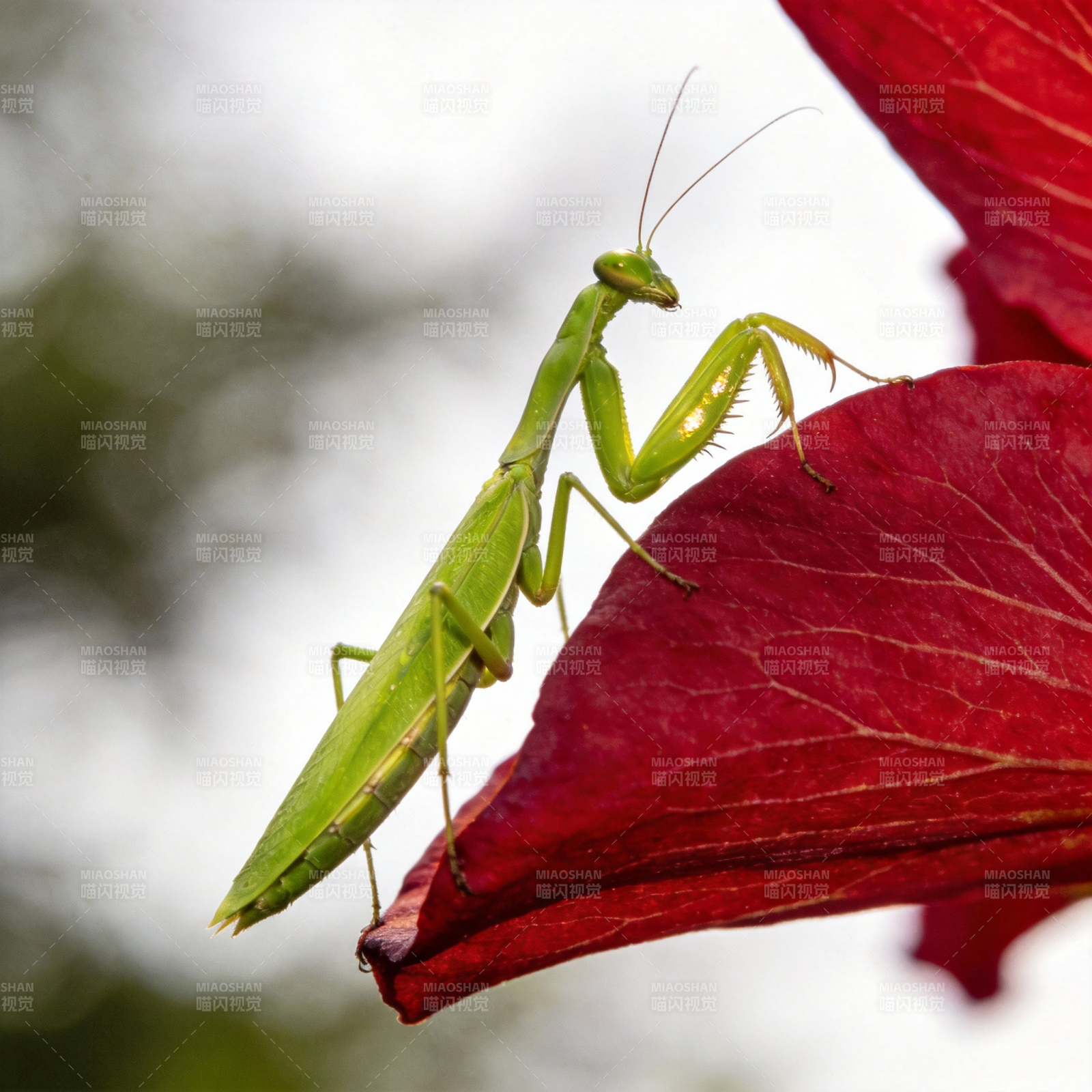绿螳螂栖红叶图片