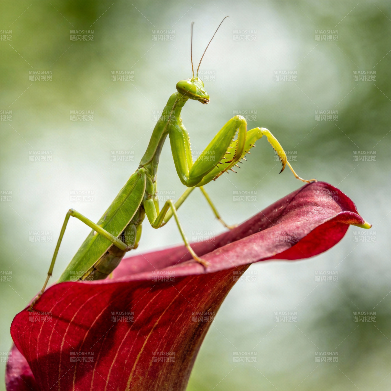 螳螂栖红花图片